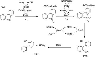 Structural and Biochemical Characterization of BdsA from Bacillus subtilis WU-S2B, a Key Enzyme in the “4S” Desulfurization Pathway